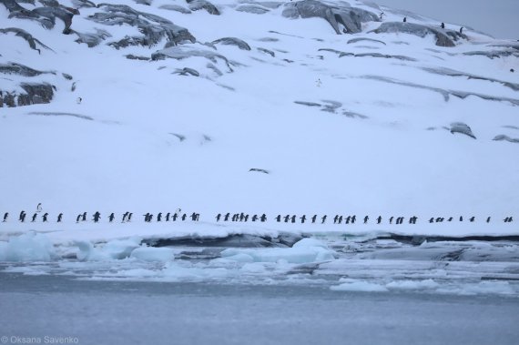 Украинские ученые зафиксировали необычное поведение пингвинов в Антарктиде, связанное с глобальным изменением климата