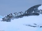 В этом июле наши полярники зарегистрировали очень большие зимние скопления пингвинов. На разных островах в радиусе 20 км от станции отдыхают сотни и тысячи особей