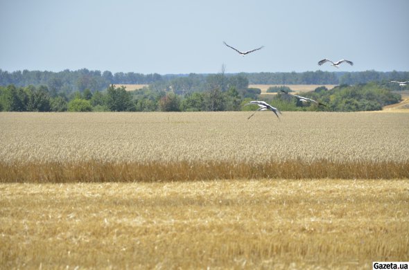 Всего по регионам зарегистрировали соглашения относительно 1530 га