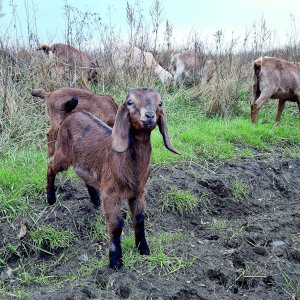 Козли Англо-нубійської породи важать по 90 кілограмів, кози — 70. До злучки готові з 10 місяців. Самка народжує двоє-троє козенят в рік