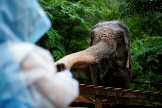 Турист годує фруктами прирученого слона в Долині диких слонів в автономному окрузі Сишуанбаньна Дай, провінція Юньнань, Китай
