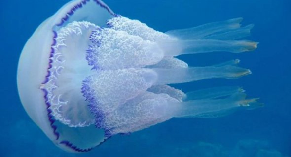 Медуза-корнерот вырастает до 60 сантиметров в диаметре