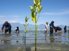 Всесвітній день мангрових заростей в Центральному Сулавесі. Волонтери садять саджанці мангрових дерев в заповідній зоні мангрових заростей на пляжі. Мангрові дерева потрібні для захисту прибережних територій від абразії і цунамі