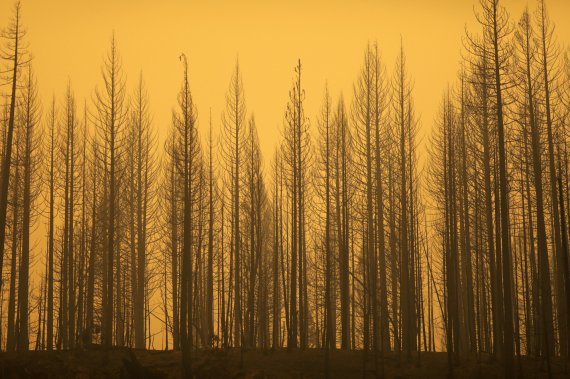 Пепел от лесных пожаров в Калифорнии