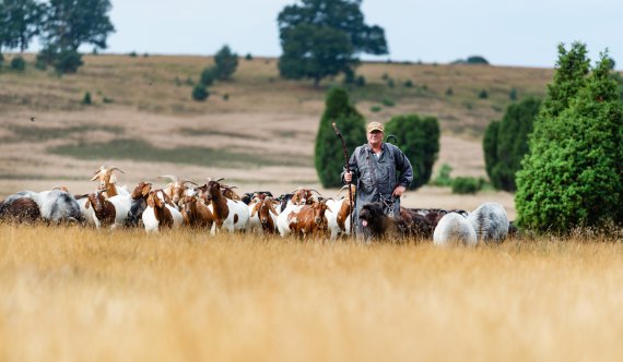 Пастух проходит со стадом овец и коз по полю Люнебурзького вереска. Вскоре старт сезона цветения вереска