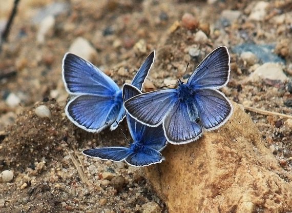 Метелики синявці