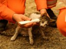 Волонтеры лечат кота, пострадавшего во время лесного пожара близ города Манавгат, к востоку от курортного города Анталия, Турция