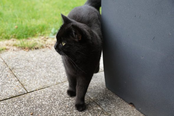 Черная кошка в средневековье была помощником мага