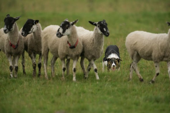 Овчарка Бен участвует в соревнованиях на пастбище вблизи долины Доведейл в районе Пик, 30 июля, Великобритания.