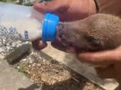 Женщина ухаживает за животным, как за собственным детенышем.