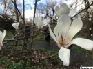 Квітучі магнолії  у київському Ботанічному саду ім. Олександра Фоміна. Квітень 2021 року