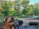 Погода у місті Кам'янець-Подільському повалила дерева та електроопори 
