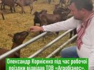 Олександр Корнієнко годував кіз у селищі Мар'янівка