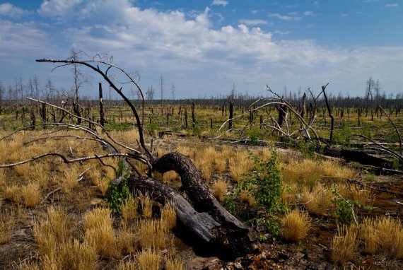 Торік у Зоні відчуження вигоріли 11,5 тисячі гектарів, або 5% території Чорнобильського радіаційно-екологічного біосферного заповідника. На цьому ж місці була масштабна пожежа 2015-го