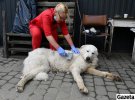 Среди бездомных собак в ЛКП "Лев" попадаются и породистые