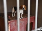Около 60% псов, которые попадают в центр, были выброшены хозяевами на улицу