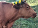 В селі Кисляк Гайсинського району на Вінниччині вперше провели конкурс на найкрасивішу корову. Переможницею стала Зорька породи червона степова.