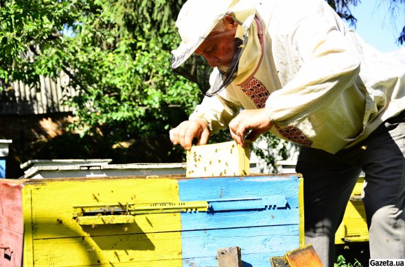 Больше всего по Украине собрали подсолнечного меда - по 15 кг с пчелиной семьи