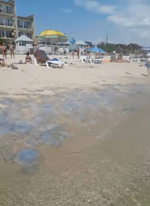 Медуз у воді й на березі так багато, що на них можна послизнутися