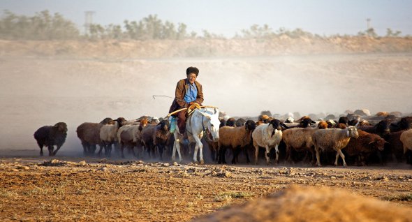 Пастух на віслюку переганяє отару овець у Каракумській пустелі, Туркменістан