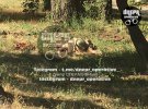 У Дніпрі вибухнув автомобіль Nissan Primera. Загинули двоє людей, які були в салоні
