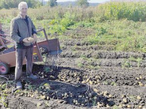 Фермер із Черкащини Сергій Іщенко вирощує картоплю, виводить нові сорти. Цього року має врожай на 20 відсотків більший, ніж торік