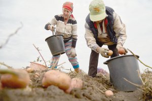 Селяни збирають картоплю поблизу Каланчака на Херсонщині. В області цьогоріч урожай зіпсували часті зливи. Приватники збувають його гуртовими партіями в середньому по шість гривень за кілограм 
