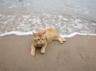 Кішка лежить на безлюдному пляжі напередодні відкриття Малайзії для туристів