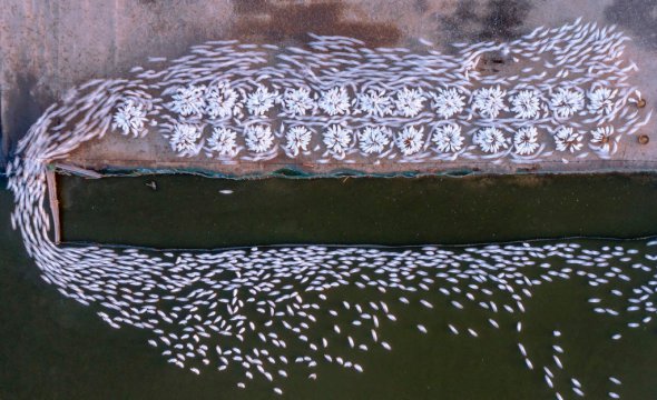 Фермер из китайского города Суцянь округа Сихон провинции Цзянсу кормит гусей и рыбу на своем хозяйстве