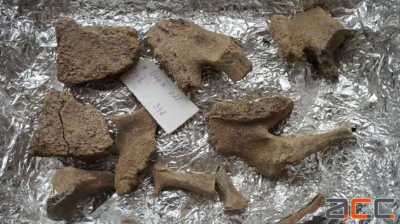 На Буковині знайшли кістки викопних тварин