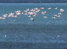 У лимана Бернас насчитали почти 65 розовых фламинго
