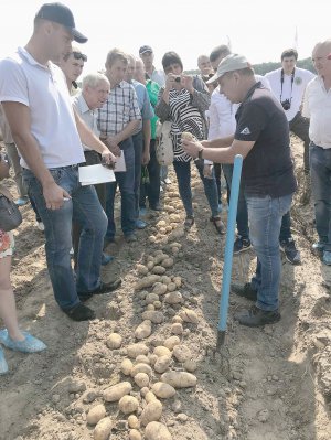 Голова сільськогосподарського кооперативу ”Волинська картопля” Анатолій Аршулік показує врожай сорту Коломбо. Його виростили на дослідній випробувальній ділянці