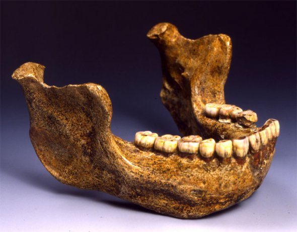 Возраст челюсти Гейдельбергского человека составляет более 600 тыс. лет