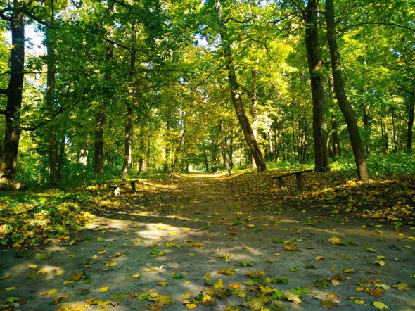 Хомутецкий парк сейчас приобретает вид ухоженного леса.