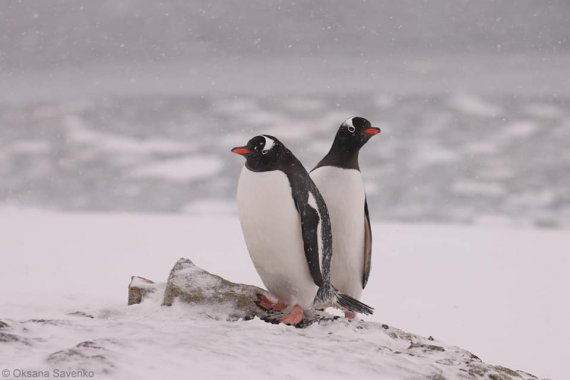 На острові Галіндез триває сезон розмноження не тільки тюленів Ведделла, а й субантарктичних пінгвінів