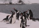 С 2013-го общая численность субантарктических пингвинов выросла где-то на 11%