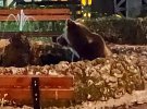 Медведь купается в городском фонтане городка Сан-Донато-Валь-ди-Комино
