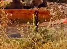 Медведь купается в городском фонтане городка Сан-Донато-Валь-ди-Комино