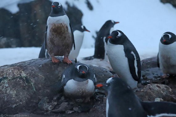 Пингвины у украинской антарктической станции "Академик Вернадский" отложили четыре яйца