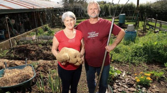 Донна та Колін Крейг-Браун, можливо, виростили рекордну картопля