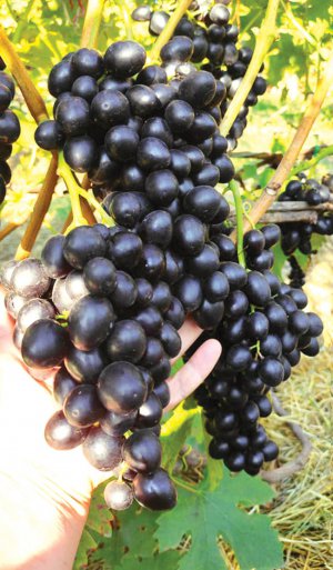 Американський сорт винограду Катавба рання дозріває в серпні. Ягоди солодкі, без кісточок. Грона важать по 600 грамів