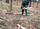 Комунальні підприємства виявили на своїх балансових територіях понад 120 пошкоджених дерев
