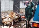 Зараз комунальники прибирають наслідки негоди