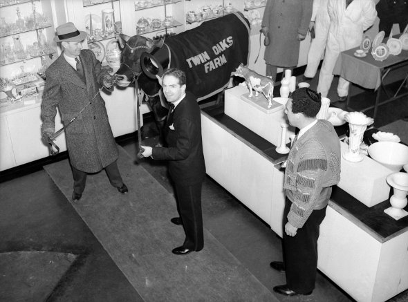 Музикант Фред Ворінґ (у центрі) підходить до бика, щоб провести його через крамницю порцеляни в Нью-Йорку, 12 грудня 1939-го. Програв парі й мусив виконати завдання друга Пола Дугласа (праворуч) – відшкодувати збитки, яких могла завдати тварина. Бик зачепив лише тарілку вартістю 25 доларів