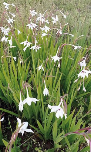 Міурелія має білі дрібні квіти, ­подібні до нарцисів. Витримує бідний ґрунт і посуху. Не терпить надмірного зволоження