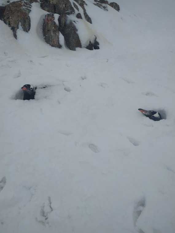 У украинской станции "Академик Вернадский" в Антарктиде снегом засыпало гнезда пингвинов