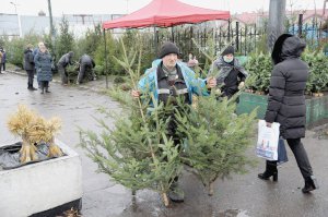 Зрубані новорічні ялинки стоять у теплому приміщенні до трьох тижнів. Далі всихають і осипаються. Живі в горщиках витримують довше. Однак після свят їх варто перенести до прохолодного приміщення. Від тепла хвоя прокидається від зимової сплячки. Дерево може загинути, коли його повернуть надвір