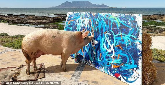 Свинья-живописец по имени Пигкассо