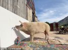 Свиня-живописець на ім'я Пігкассо 