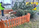 В Ровенской области ветер повалил новогоднюю елку. Дерево уже восстановили. Фото: КП Ровенский трест зеленого хозяйства